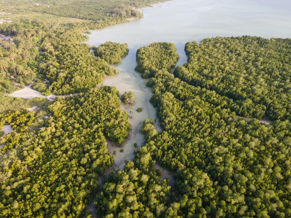 Restauration de mangroves